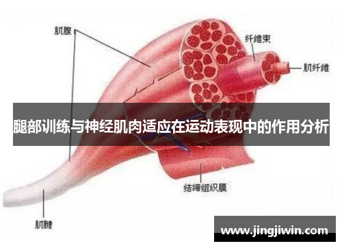腿部训练与神经肌肉适应在运动表现中的作用分析